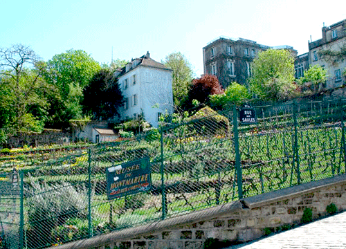 Vignes Butte Montmartre